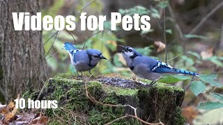 Saturday Morning Cartoons for Pets - 10 Hour Forest Friends Edition - Cat TV 🐱 - Apr 13, 2024
