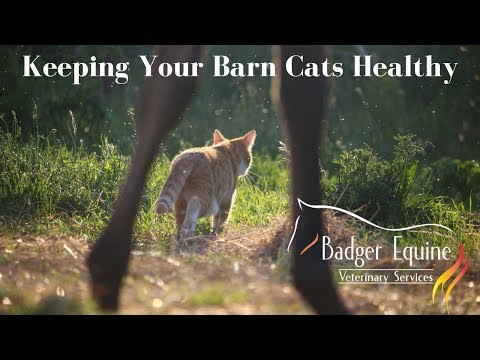 Keeping Your Barn Cats Healthy with Badger Equine Veterinary Services
