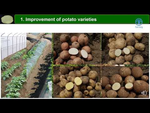 FAO training for Pacific SIDS - Major factors of advancement of potato cultivatio