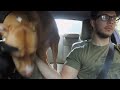Restless Dog Soils Car By Pooping In The Back Seat 1074784 1