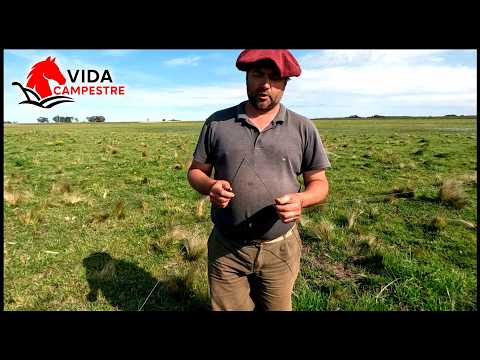 THE RETURN OF THE KING OF THE FENCE MEN