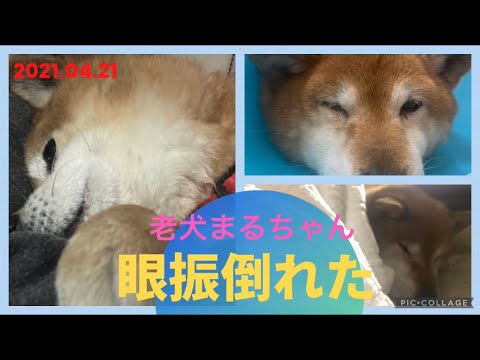 犬の眼振 – 心配する必要がありますか?