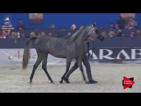 N.133 PALMIRA AL CAPE - Verona 2017 - 2 Years Old Fillies (Class 3)