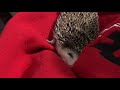 Hedgehog yawning
