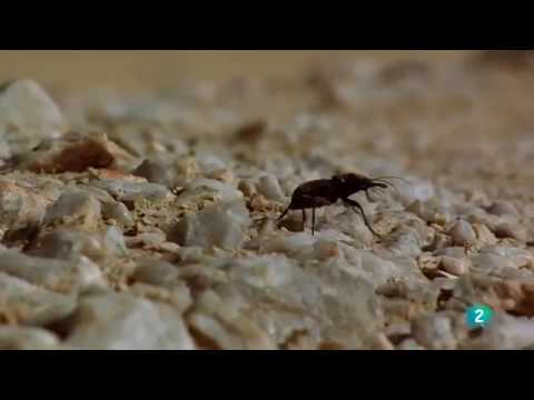 Velocidad mortal 2 El desierto Grandes documentales