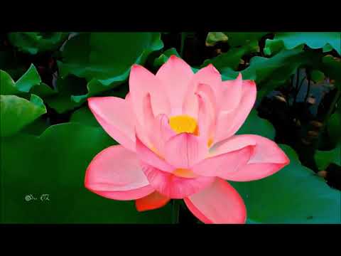 Best100 Instrumental Songs Vol 5