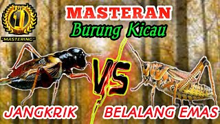 Download lagu JANGKRIK VS BELALANG EMAS mp3
