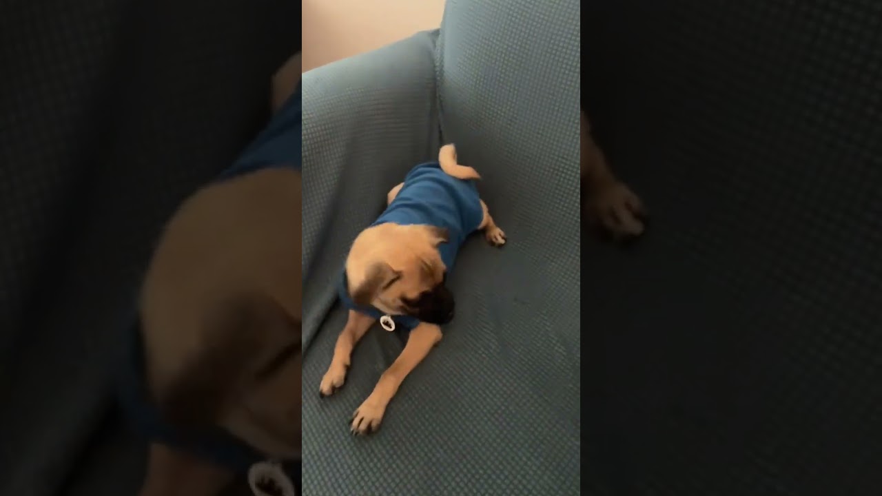 Enlarge Jax, a ADOPTABLE mixed breed in Santa Monica, CA video 6/6