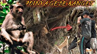 Download lagu WOW'mantap dapat buruan gede banget #berburubiawak mp3