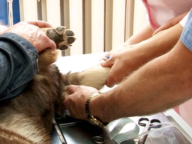 Ветеринары причешут животных