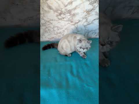 #Seallynxpoint #exoticshorhair #colorpoint