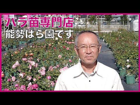 フロリバンダ「アーヘンへのご挨拶」 植物