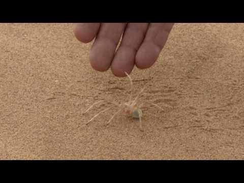 Bionik: Spinne mit Radantrieb