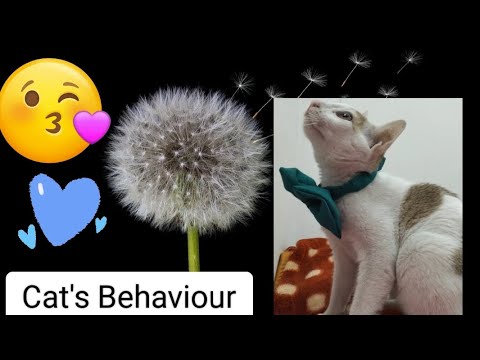 cat's good behaviour 😺😺❤️❤️