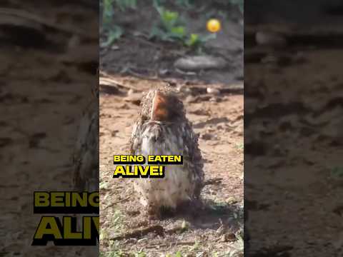 WEIRDEST Bird Behavior!