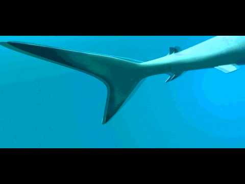 Short 'Shark' Animation by iiCinema4D