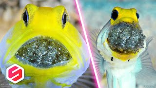 Download lagu 7 Cara Melahirkan Paling Gila di Dunia Hewan – Nomor 6 Bikin Merinding! mp3