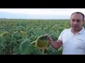 Семена подсолнечника НС Х 2652