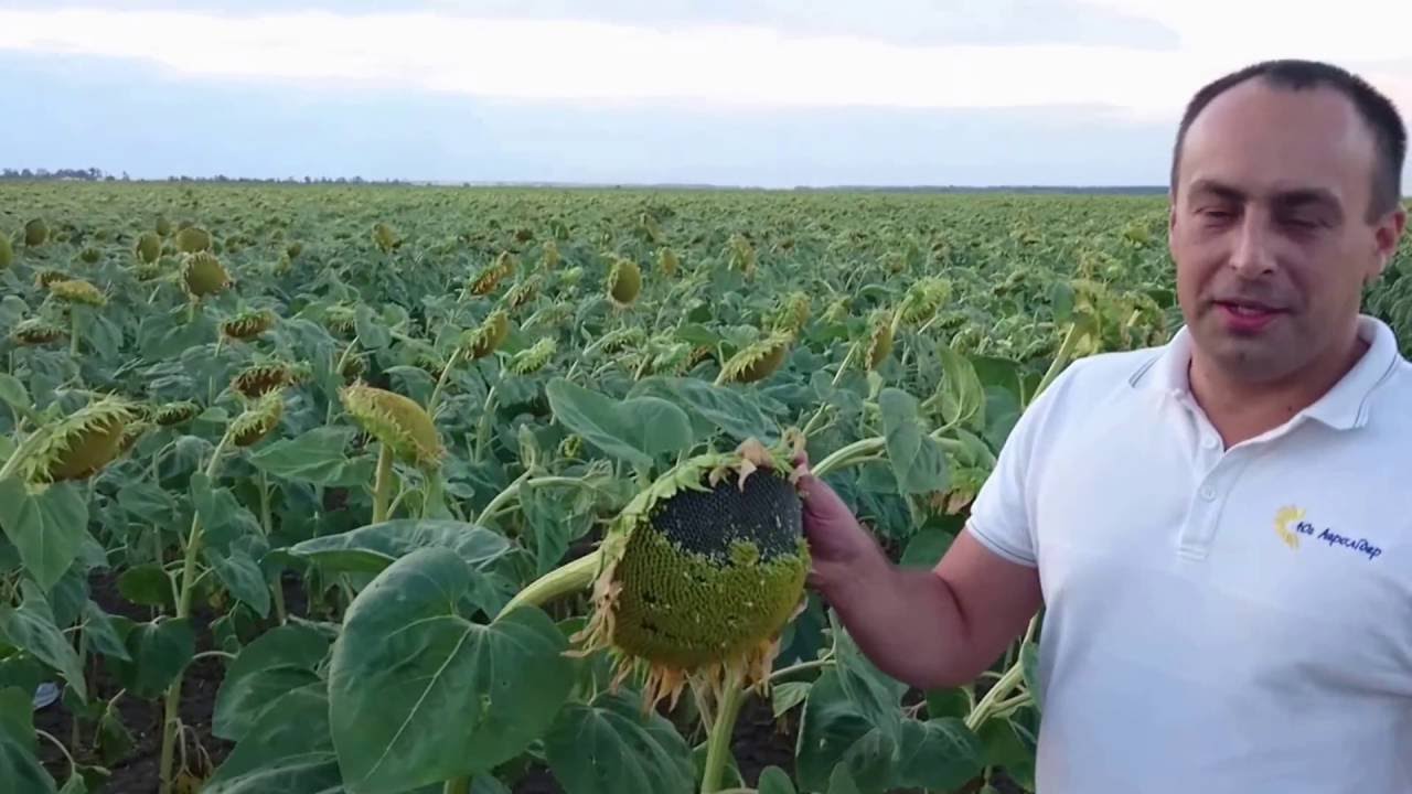 Семена подсолнечника НС Х 2652
