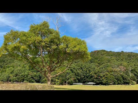 園芸 世界で一番小さな木