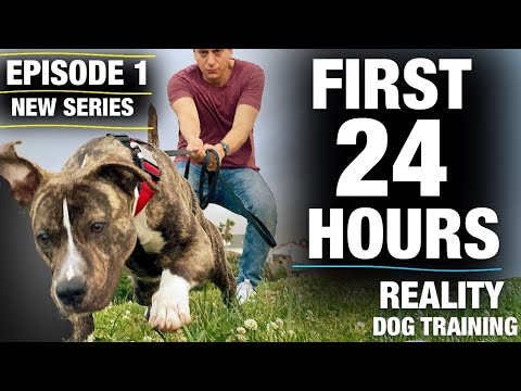 **NEW SERIES!**The FIRST 24 HOURS with a TOTALLY UNTRAINED Pit Bull [Reality Dog Training Episode 1]