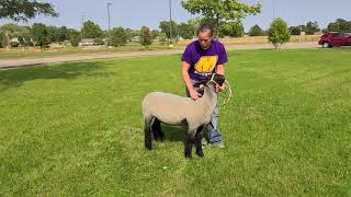 Sheep- Showmanship 101