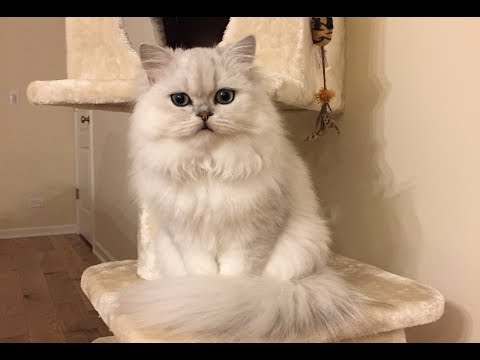 Doll Face Persian Kitten, Chinchilla Silver, 6 Month Old