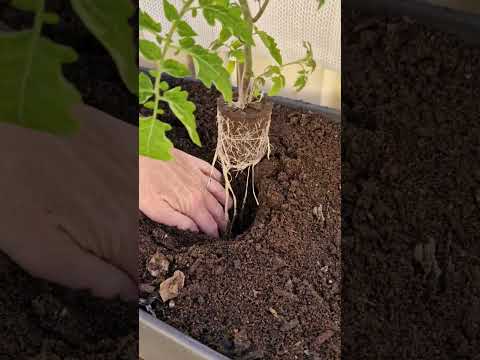 Can you transplant hydroponic plants into soil? Yes!