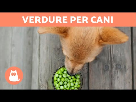 The Best Vegetables for Dogs 🐶🥦 Dosage and Benefits