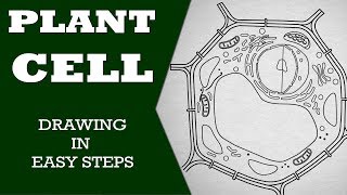 How to draw #plant cell in easy steps :fundamental unit of life: ncert class 9 biology :CBSE Science