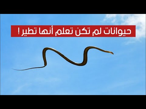 7 حيوانات لم تكن تعلم أنها تستطيع الطيران !