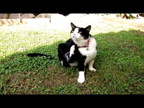 YouTube Preview Image