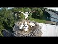WHITE STORKS USTRON STUNTED STORKLET GETS TOSSED TO IT S DEATH
