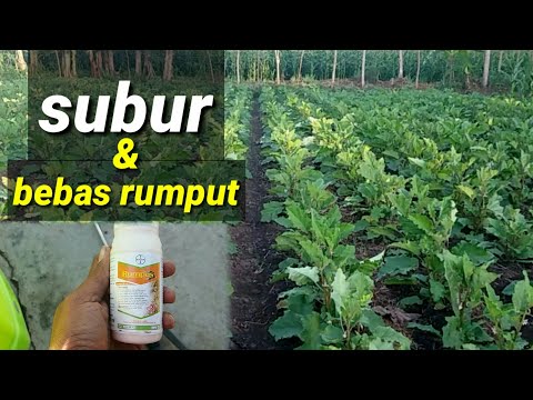 , title : 'Cara mengatasi rumput pada terong dengan cepat'