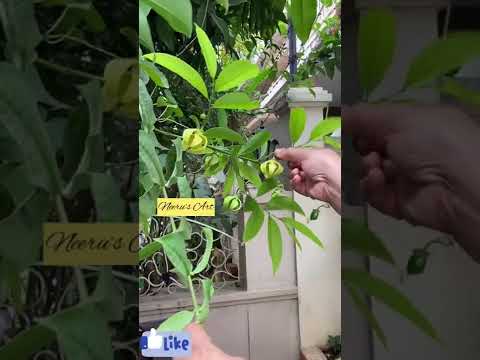 Beautiful Manoranjan plant