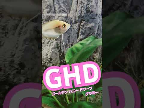 ハニーグラミーについて詳しく解説