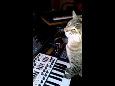Hookah the Cat playing a mono synthesizer