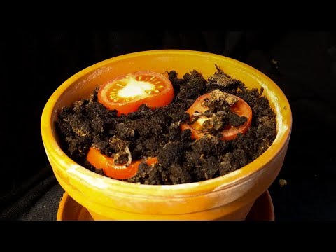 Tomato plants from tomato slice