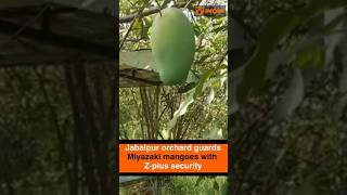 Jabalpur orchard guards Miyazaki mangoes with Z-plus style security