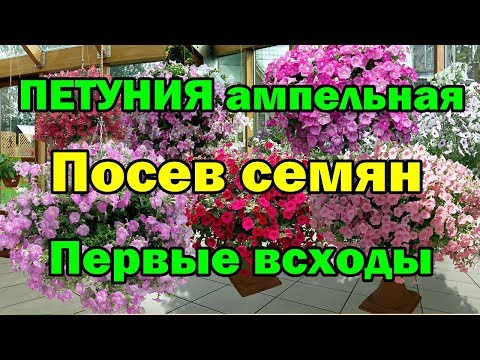 ПЕТУНИЯ ампельная. Посев семян. Первые всходы.