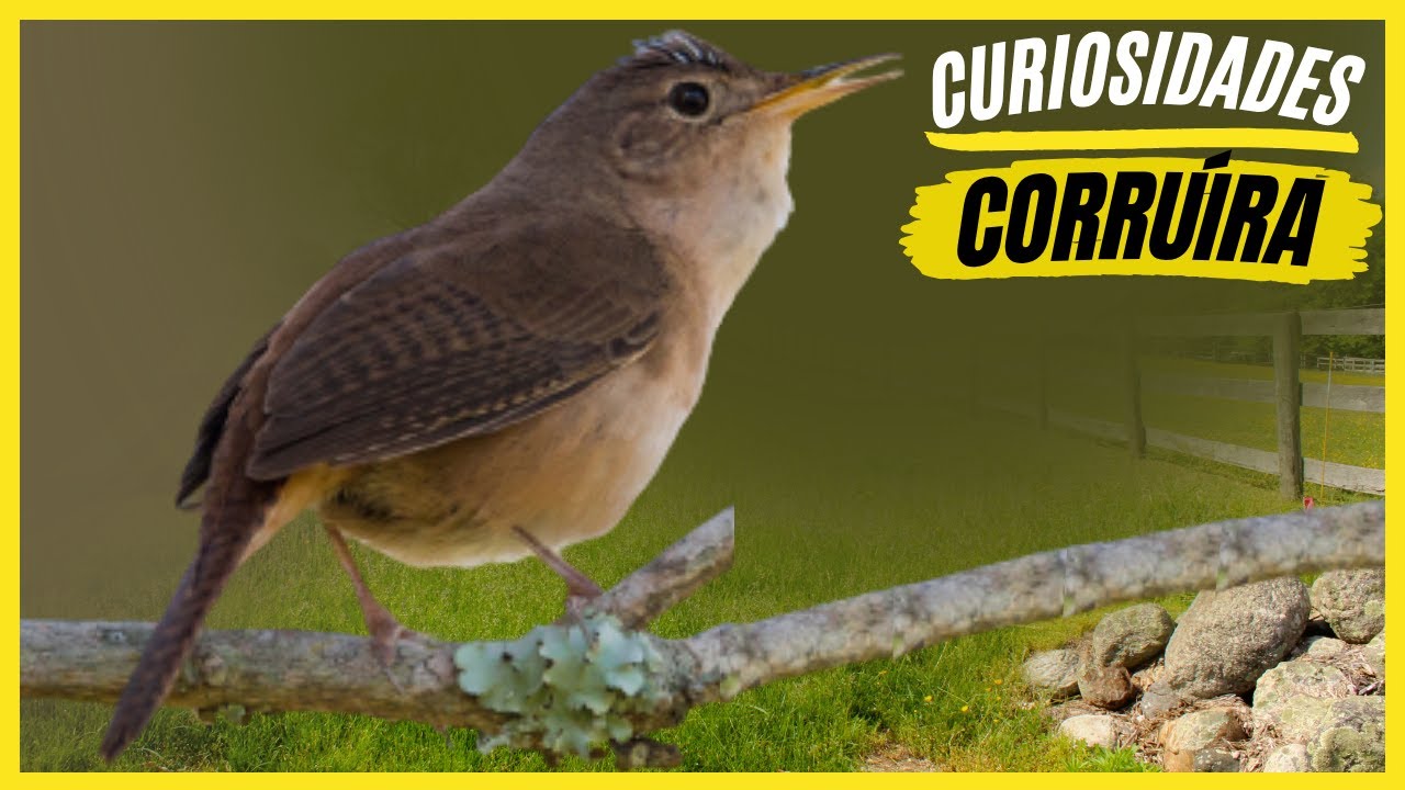 Curiosidades Sobre a "Corruíra" Veja os Fatos Interessantes Sobre a Ave