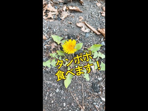 庭で採れたタンポポを食べてもいいですか？彼らの利点は何ですか?どのように選んで保管すればよいでしょうか？  庭園