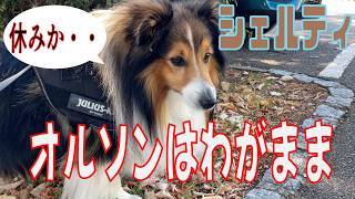 【シェルティ】オルソンはわがまま【フランス田舎暮らし🇫🇷】#犬の散歩 #賢い犬 #犬のいる暮らし #シェルティ