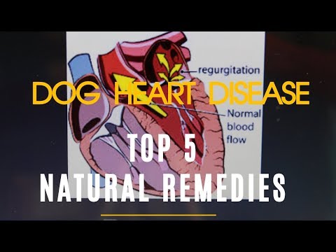 Dog Heart Disease: Top 5 Natural Remedies