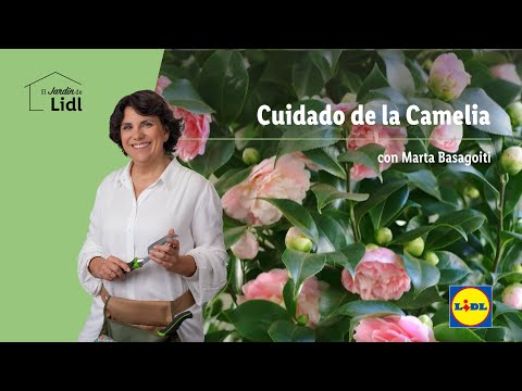 , title : 'Cuidado de la Camelia 🌷🌹| El Jardín De Lidl | Lidl España'