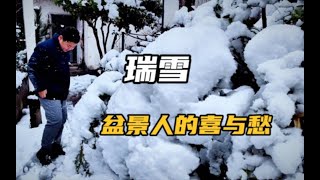 铺天盖地的一场暴雪，让盆景人即喜且忧