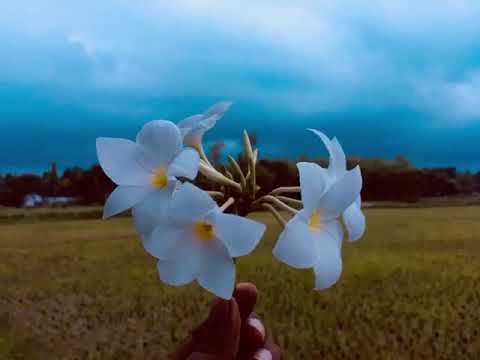 jajabor pakhna sabila nur