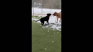 Video preview image #1 Mutt Puppy For Sale in Shelburne, VT, USA