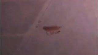 animal crossing roach
