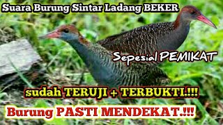 Download lagu DIJAMIN DATANG.!! Suara Burung Sintar Ladang BEKER cocok untuk pikat mp3